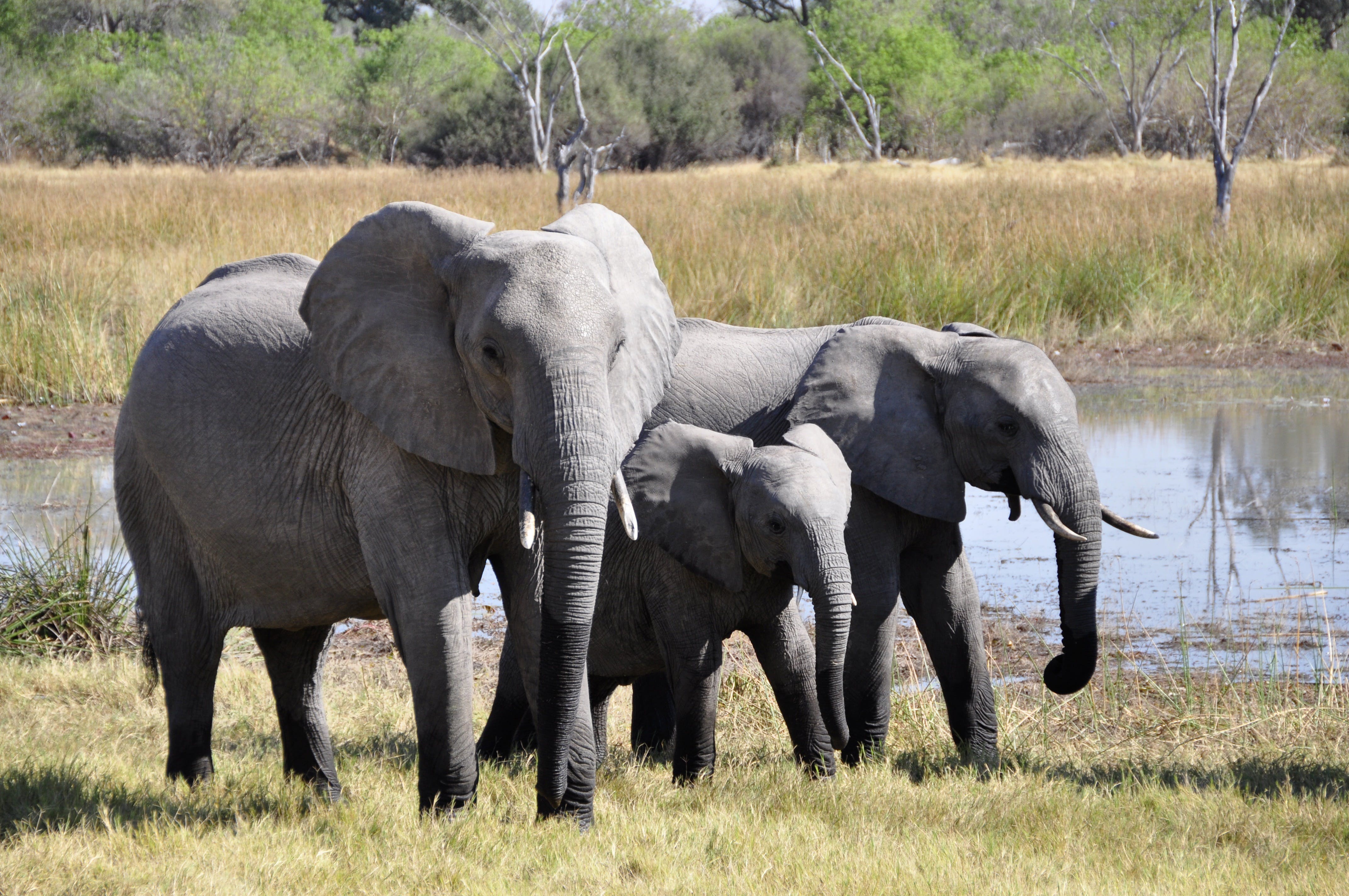 elephants